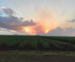 Agriculture Sunset